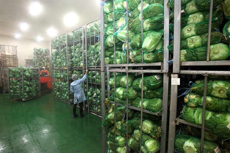 quy trình sản xuất kim chi