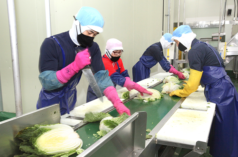 quy trình sản xuất kim chi