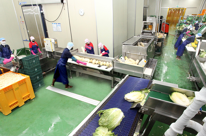 Phòng tiền xử lý Vận chuyển bắp cải