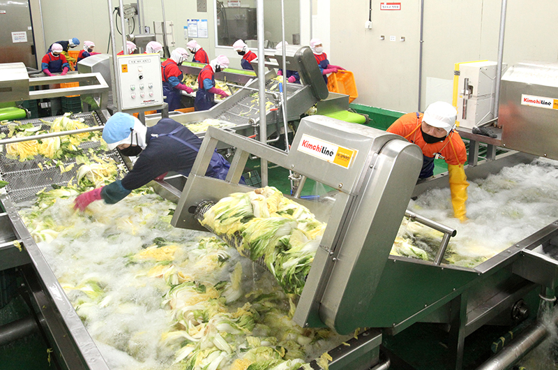 quy trình sản xuất kim chi